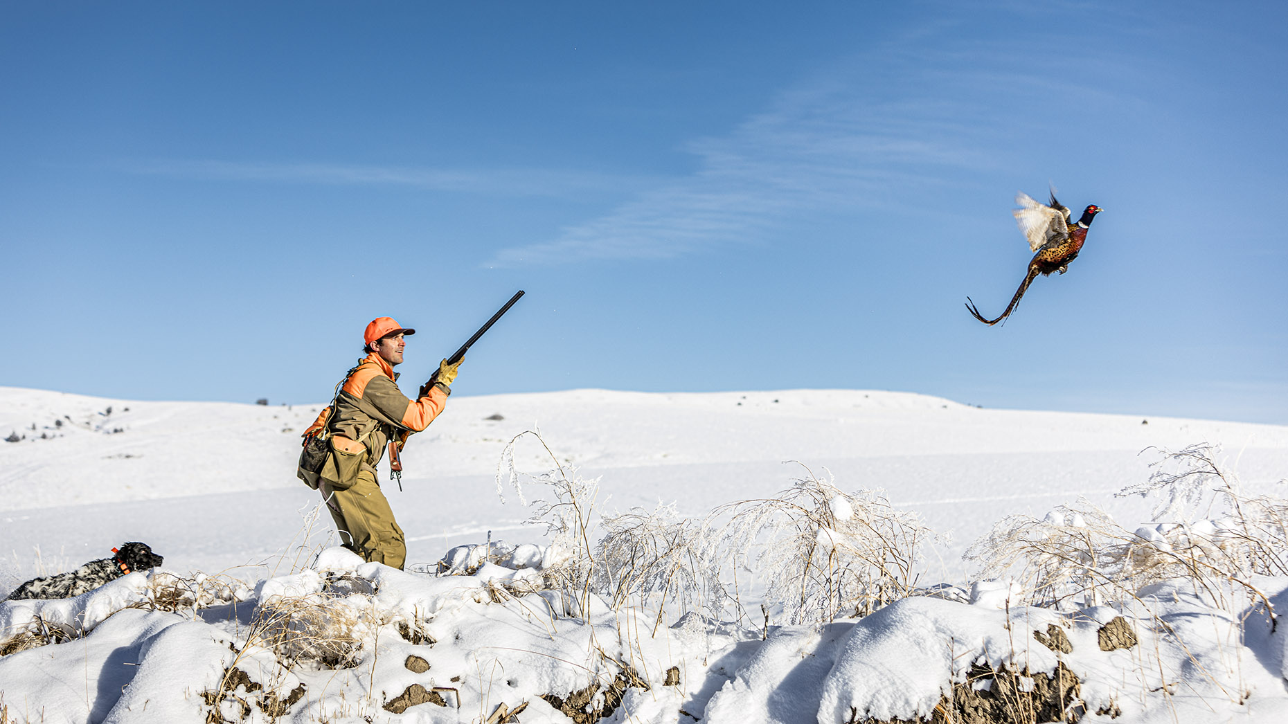 DAP sport upland bird hunting pheasants shotgun John Hudgens